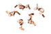 Kerrie Berrie Ending Rose Gold Foldovers with Clasp for Jewellery Making