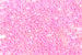 Kerrie Berrie UK Seed Beads for Jewellery Making in Light Pink